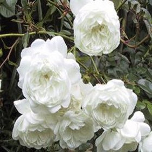 WHITE MEIDILAND (Ground cover) Garden Roses Pococks Roses The Cornish Rose Company